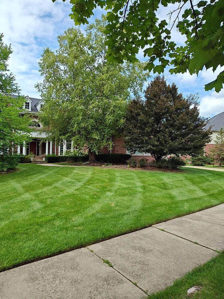 A well-manicured lawn with a cross-hatch pattern in front of a house with a large green tree and a smaller dark-leafed tree.
