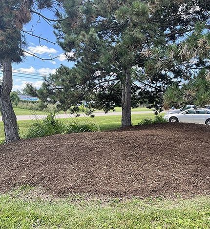 A large area of fresh brown mulch sits under pine trees in a grassy landscape with a parked car in the distance.