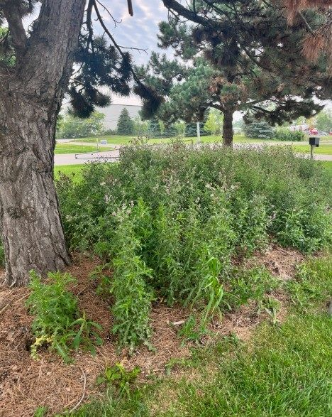A large, leafy bush grows in mulch beneath two pine trees on a suburban lawn.