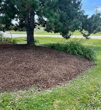 A pine tree stands in a patch of brown mulch bordered by green grass, with ornamental grasses growing to its side.