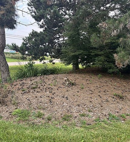 Pine needles and pinecones cover the ground under a large pine tree next to a grassy lawn.