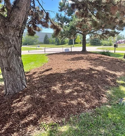 Two pine trees stand over a mulched area in a grassy lawn next to a road on a sunny day.