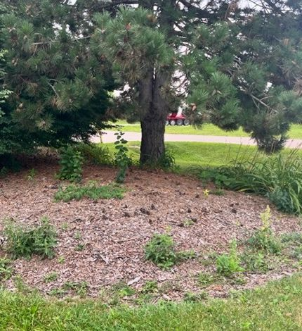 A mulch-covered garden bed beneath a pine tree with scattered green plants and a glimpse of a red vehicle in the background.