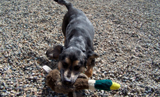 dog-with-toy