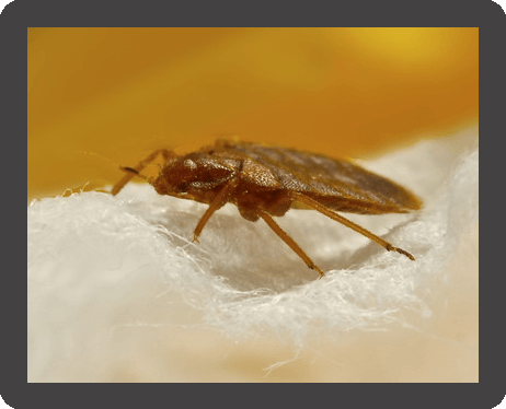 Bed bug close up