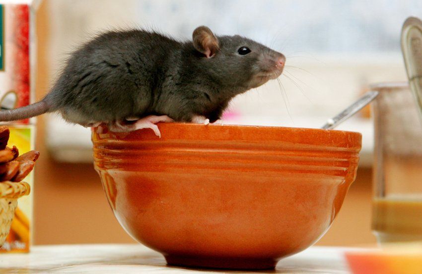 Rat on a bowl