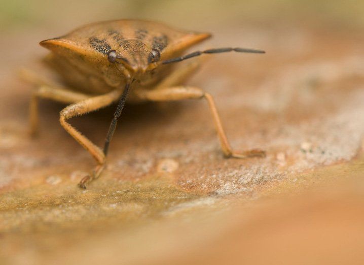 Closeup bed bug