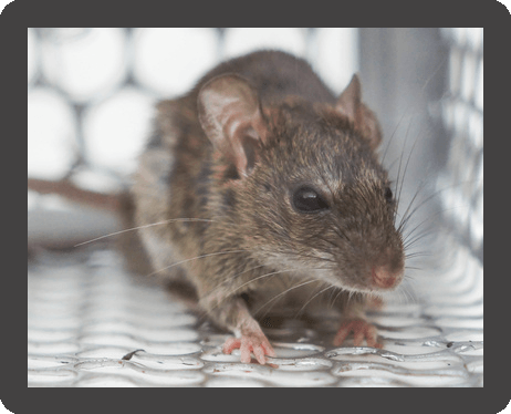 A mouse in a trap