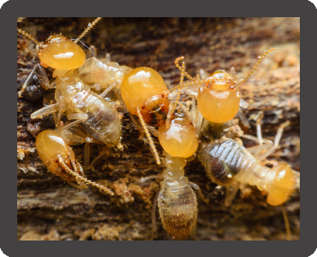 Termites damaging a wood
