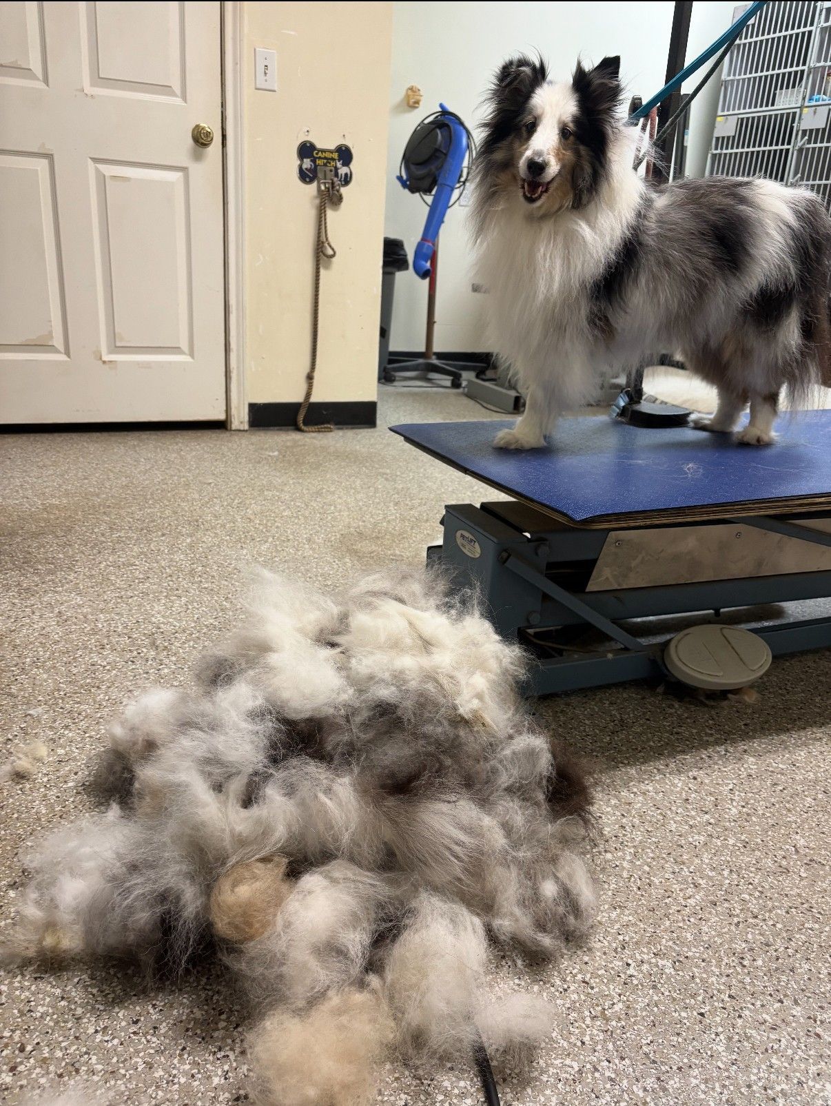 A dog is standing next to a pile of fur on the floor.