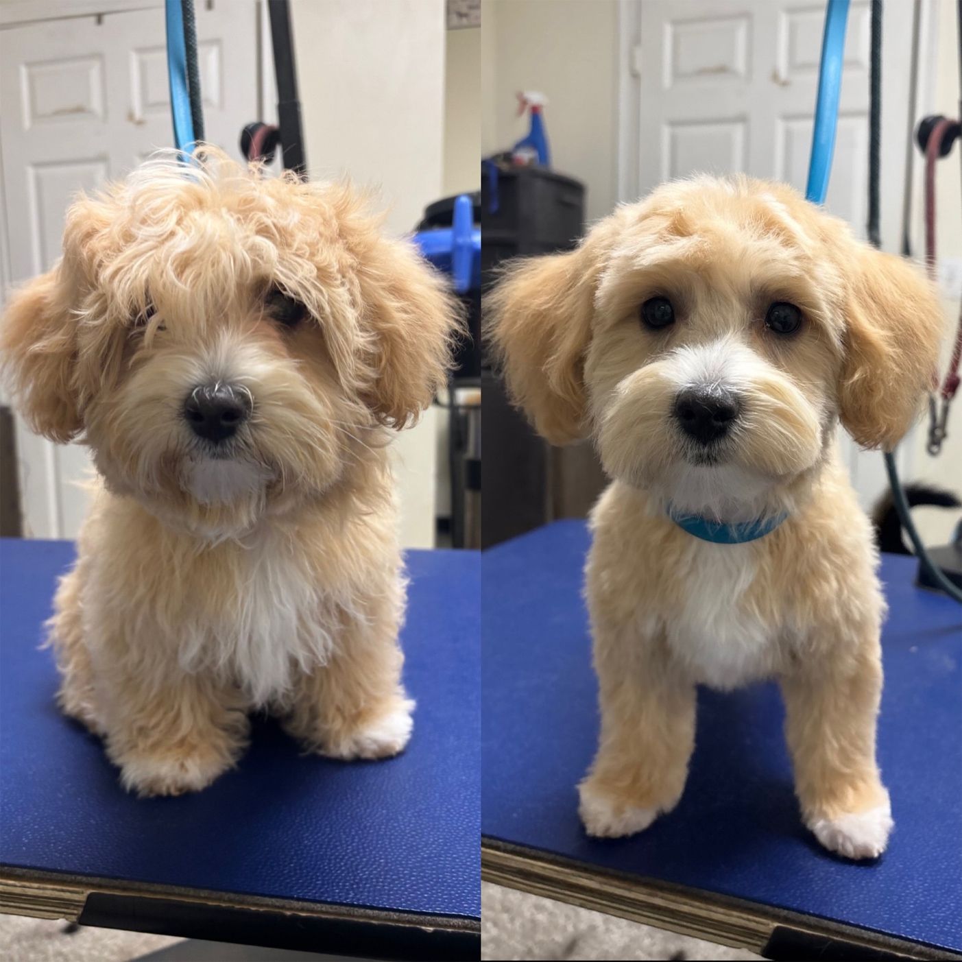 A before and after picture of a small dog