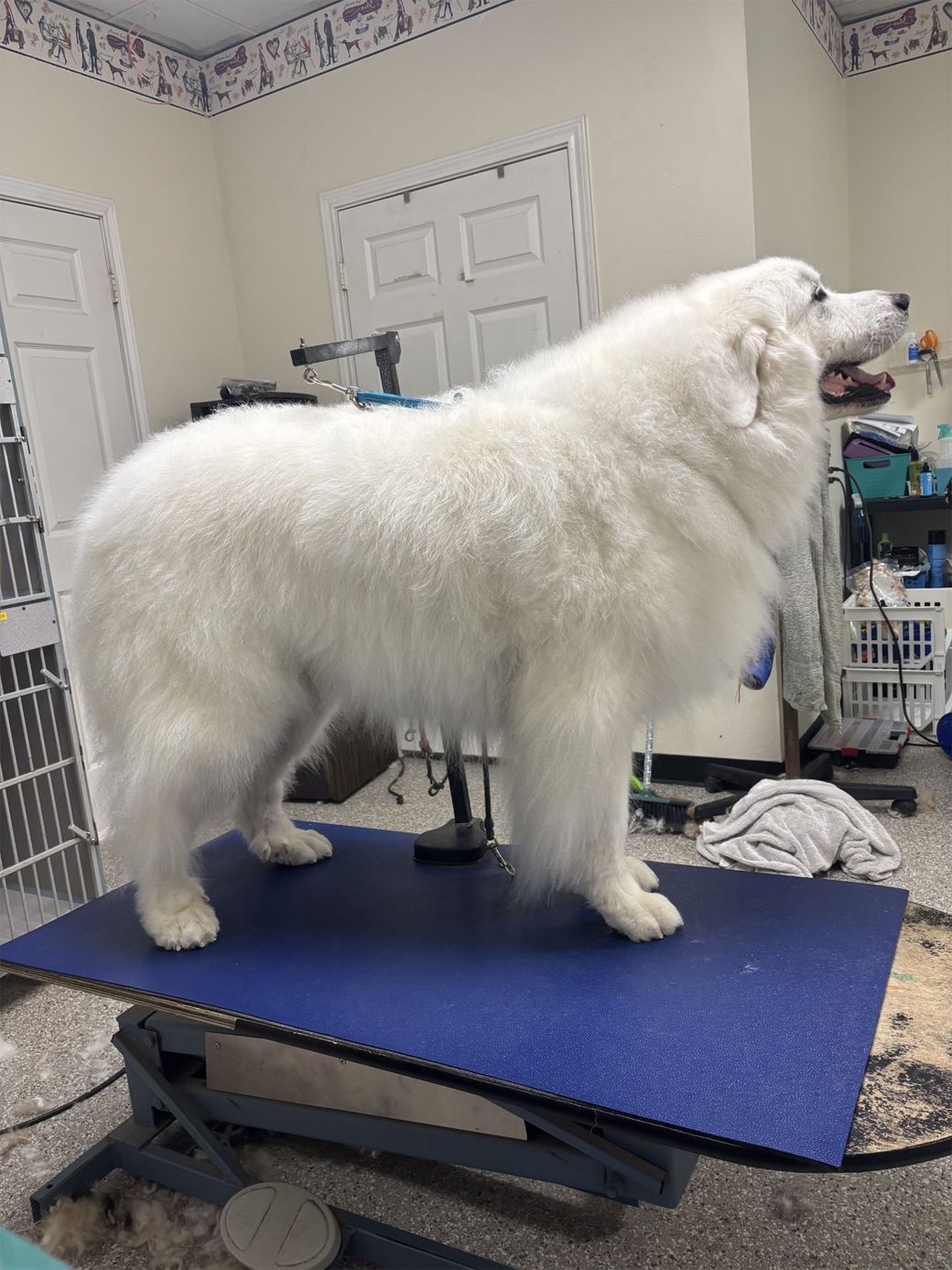 A large white dog is standing on a blue table.