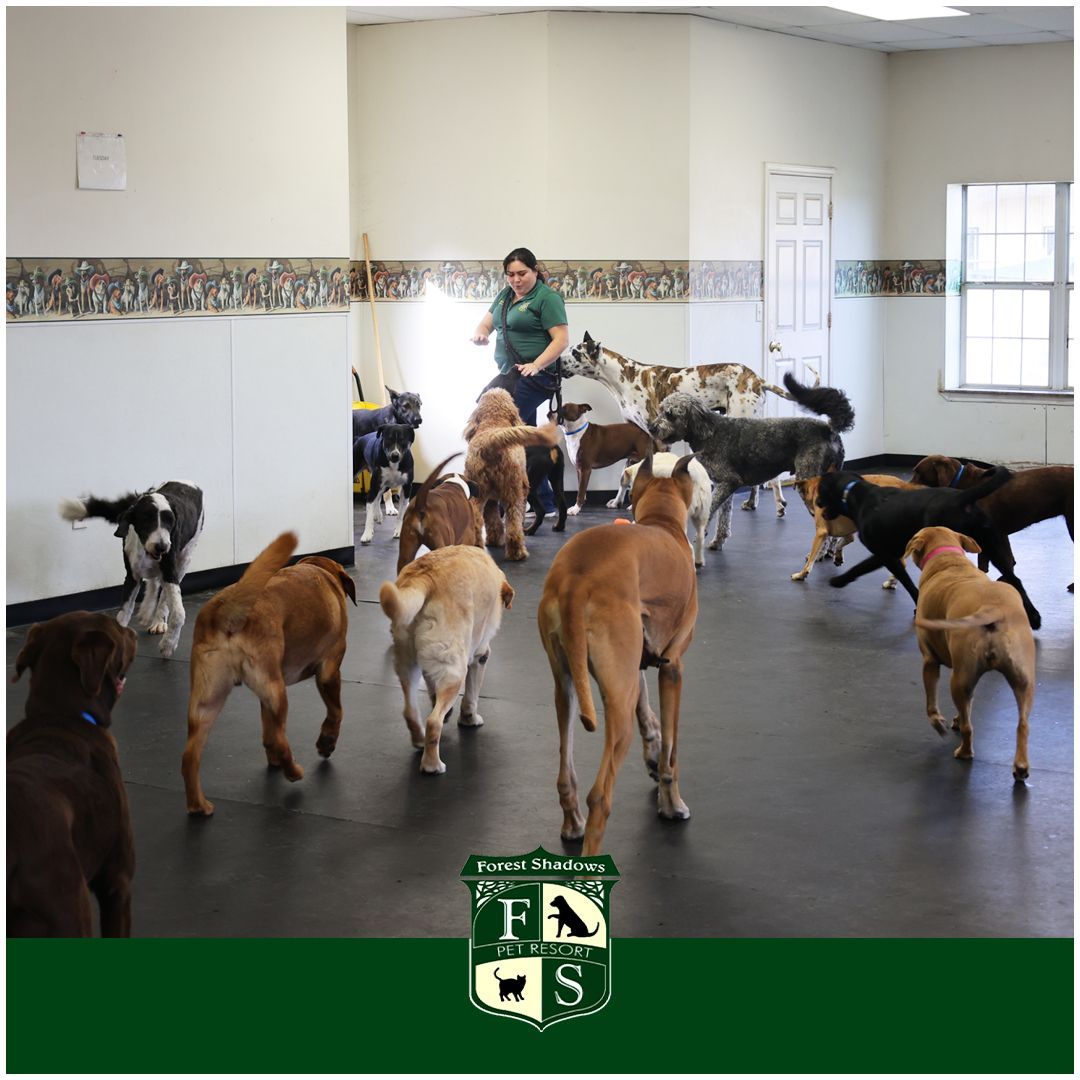 A group of dogs are playing in a room with a fns logo in the corner