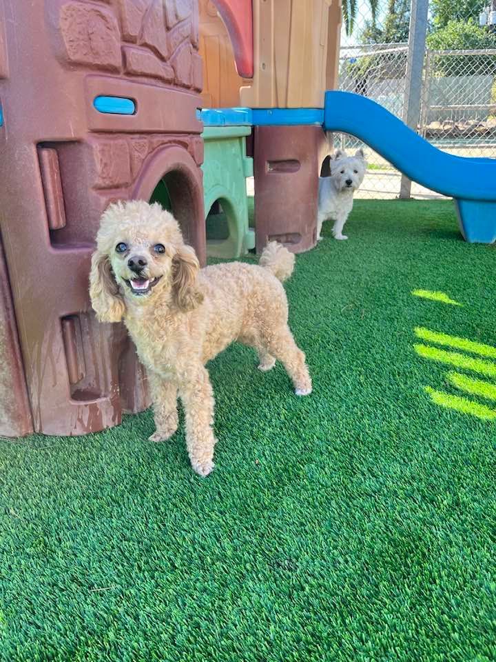 Two small dogs are standing next to each other in a playground.