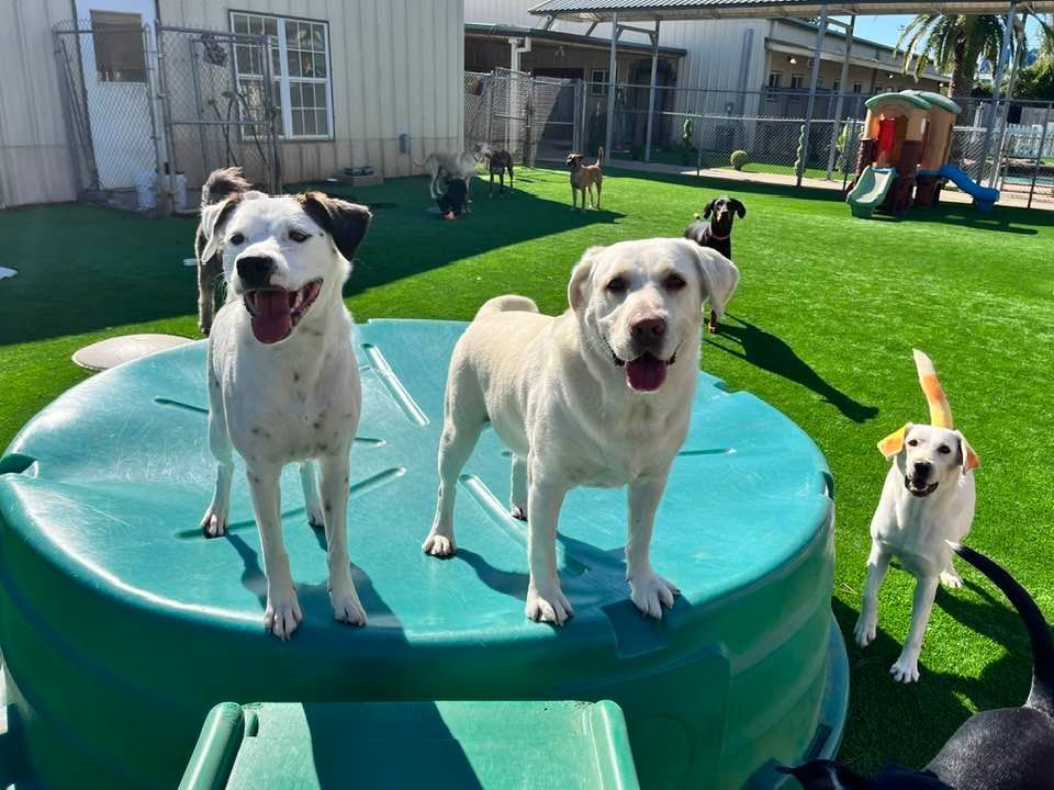 A group of dogs are standing on top of a green container.
