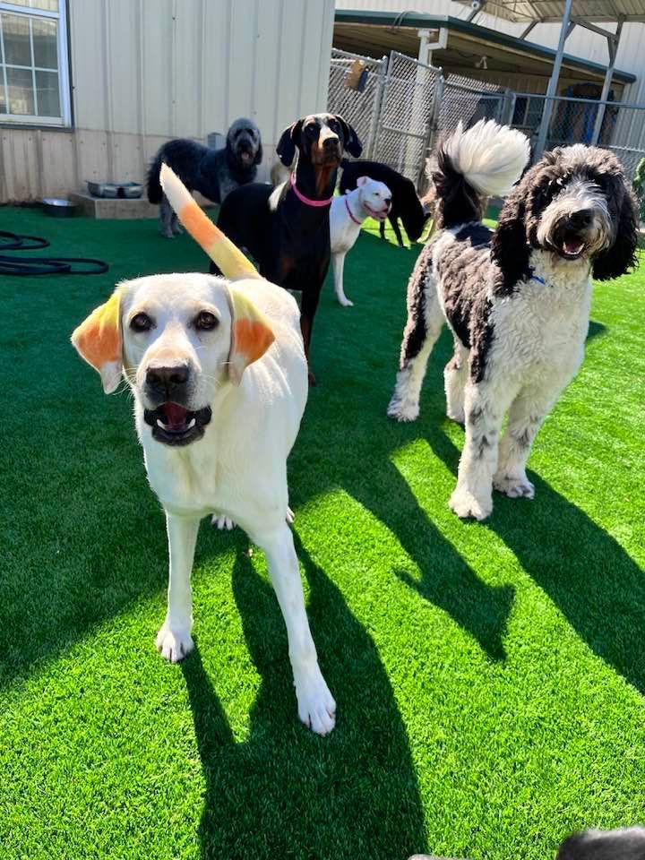A group of dogs standing on top of a lush green field.
