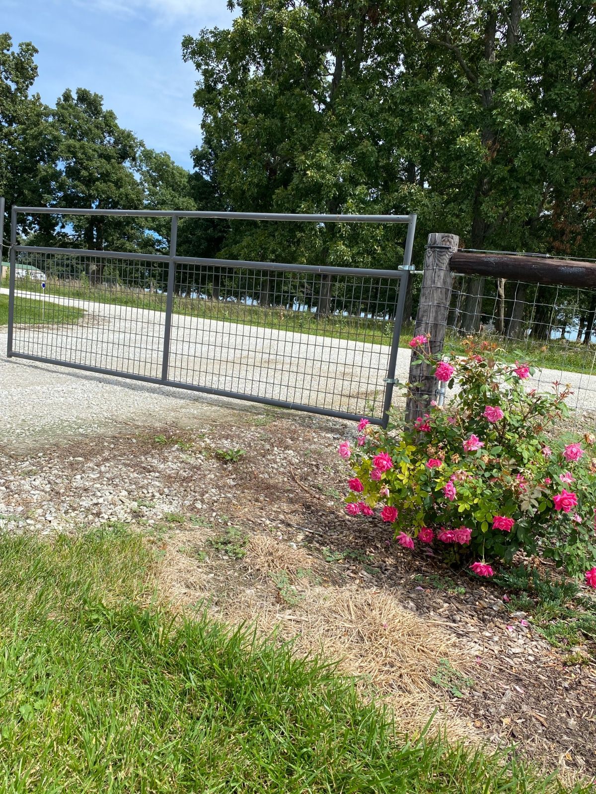 A metal gate and wooden fence with a rose bush in front, leading to a gravel path and trees on a sunny day.