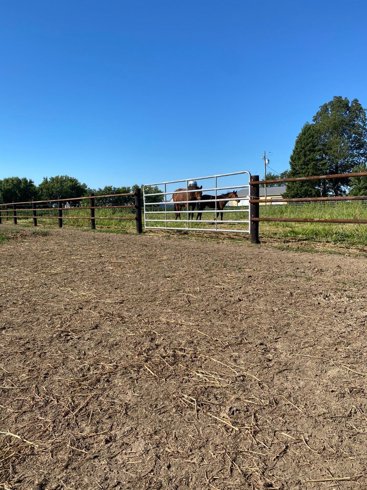 Two horses stand in a fenced enclosure on a sunny day. The foreground is a dirt area, and a tree is visible in the background.
