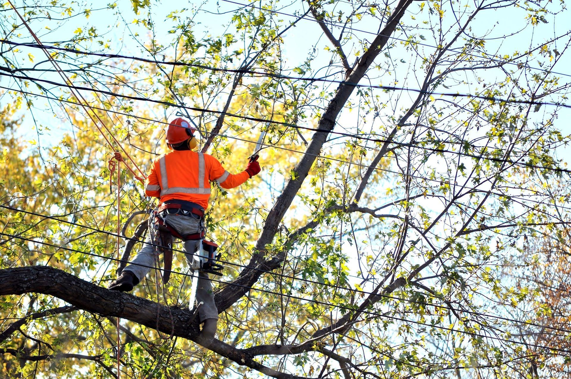 A utility worker in bright orange gear performs tree maintenance near power lines.
