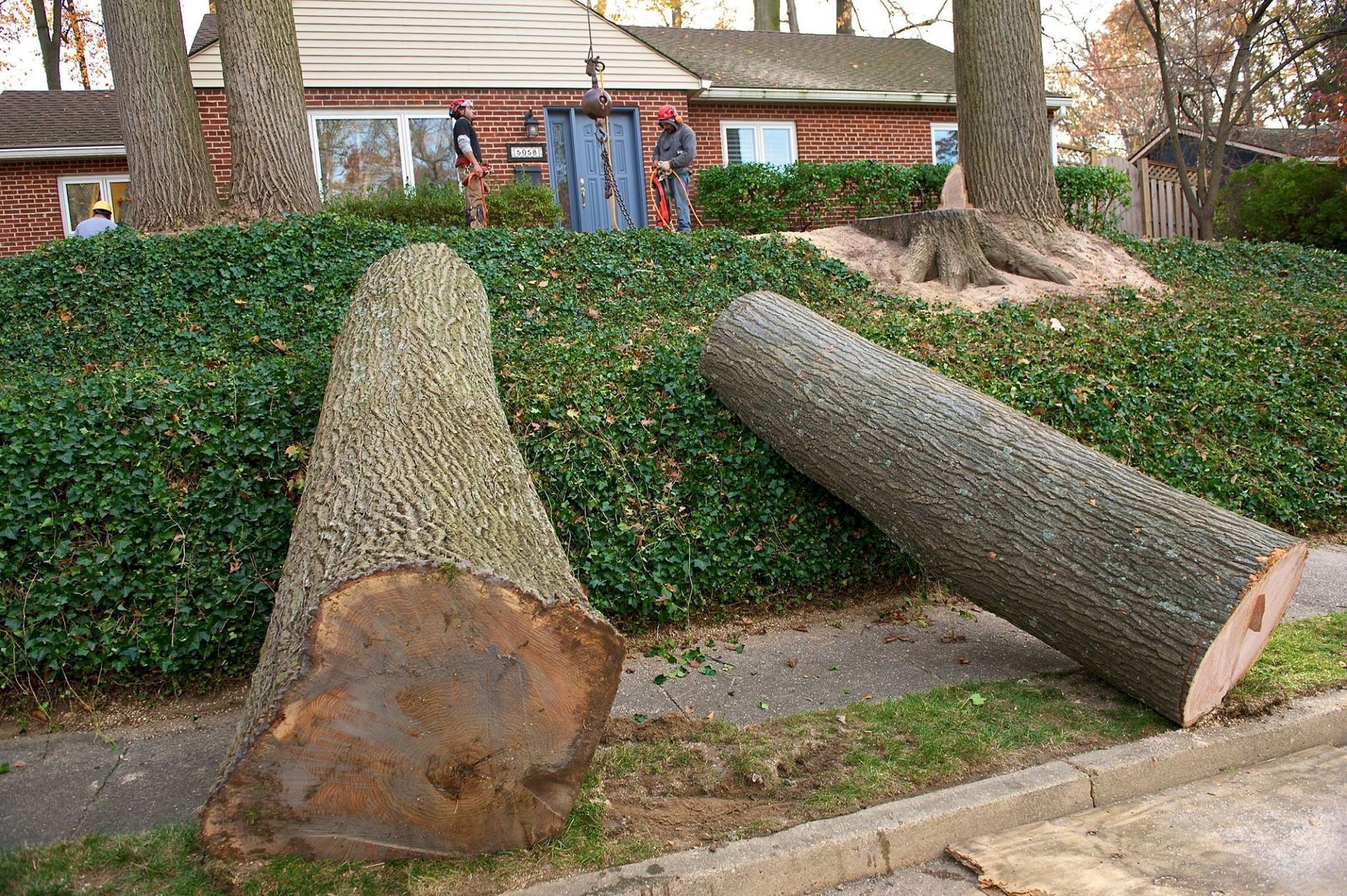 Two large fallen tree trunks on a sidewalk beside a hedge in a residential area.