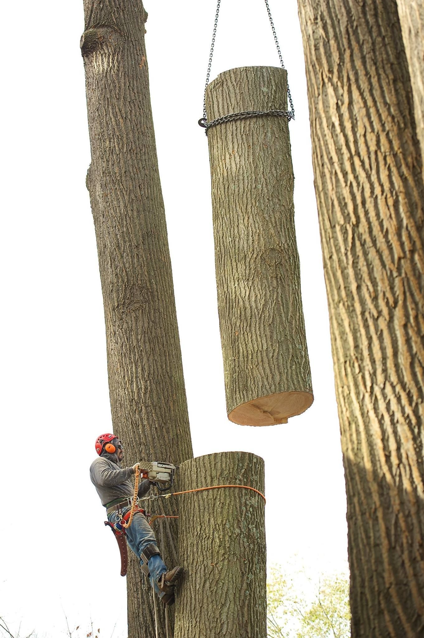 Workers cutting a large tree trunk suspended by chains beside a standing tree trunk