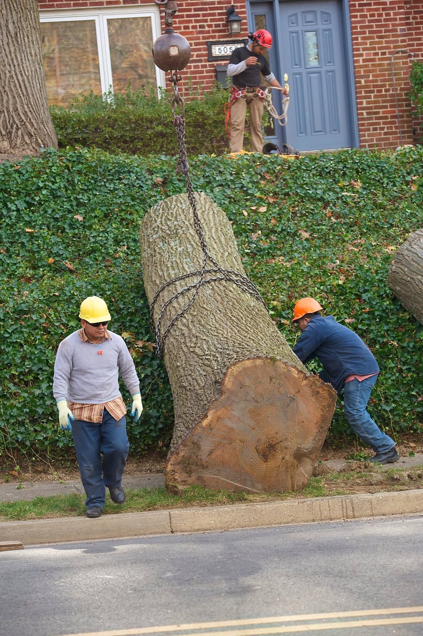 Workers cutting a large fallen tree trunk in front of a brick house and blue door