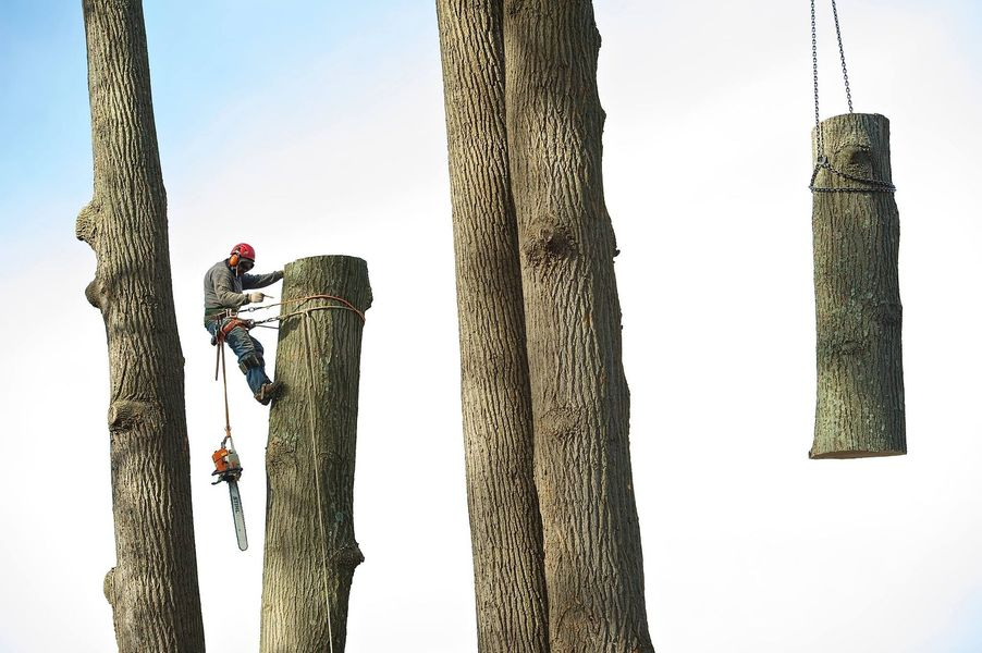 An arborist wearing a helmet and climbing gear works on a tree trunk, while a crane hoists a cut log nearby.