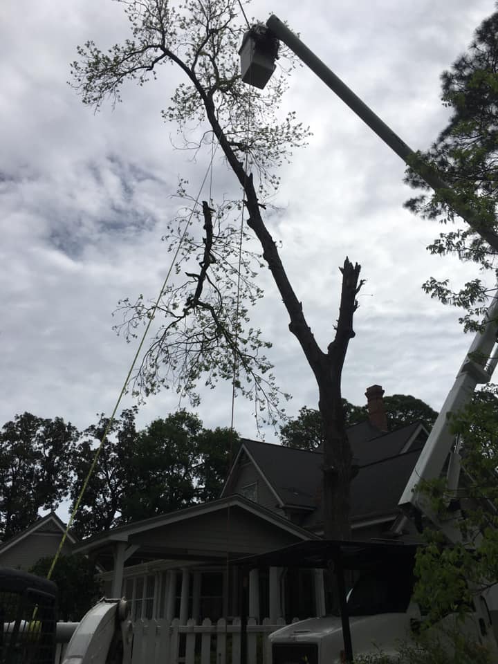 Tree services