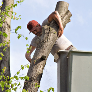 tree service Douglas GA