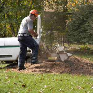 Quick and Efficient Stump Grinding