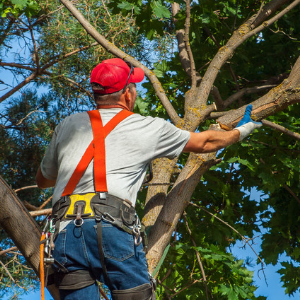 Precision Tree Trimming