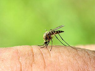 Effective mosquito treatments