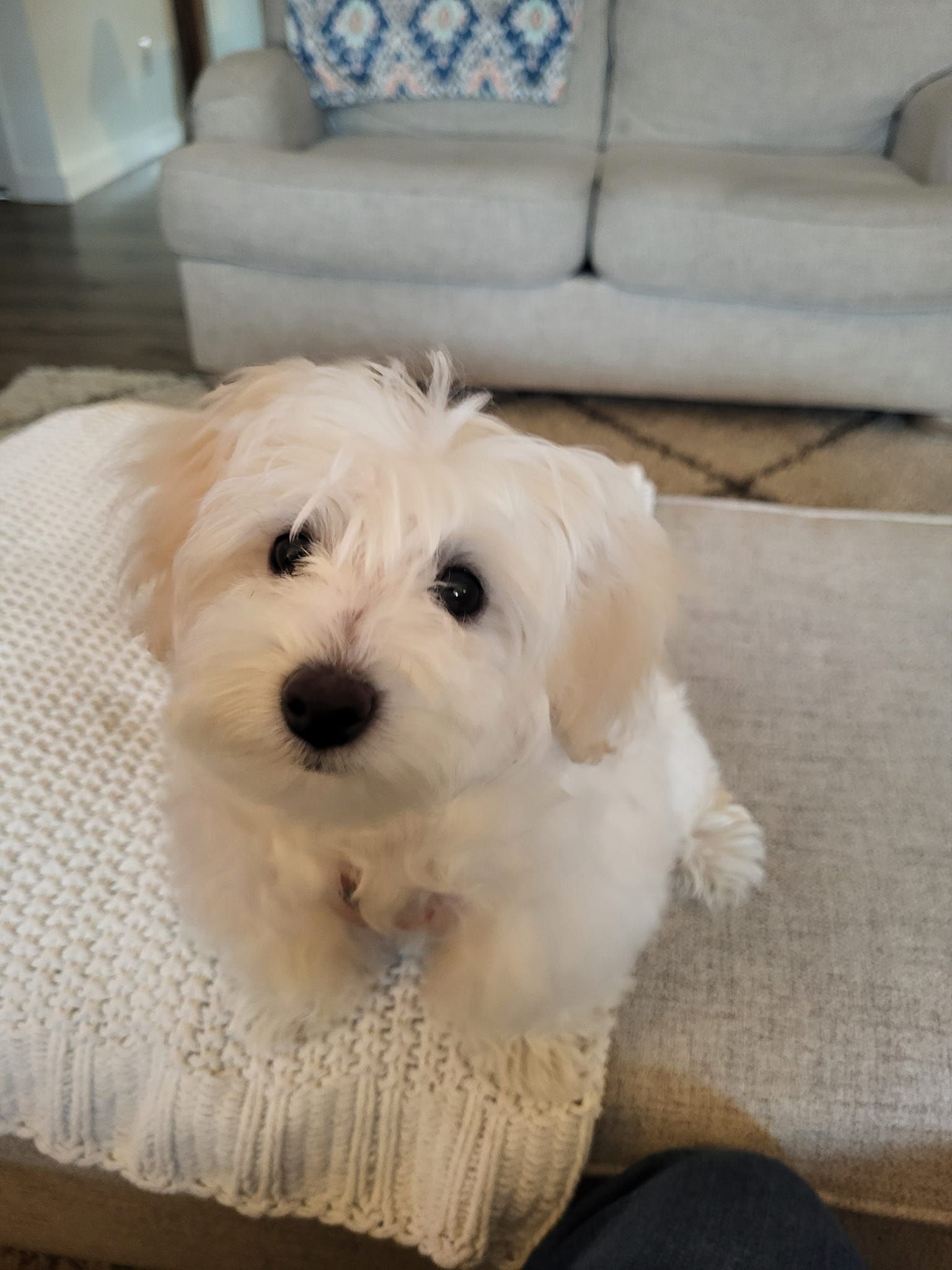 A small white dog is sitting on a couch looking at the camera