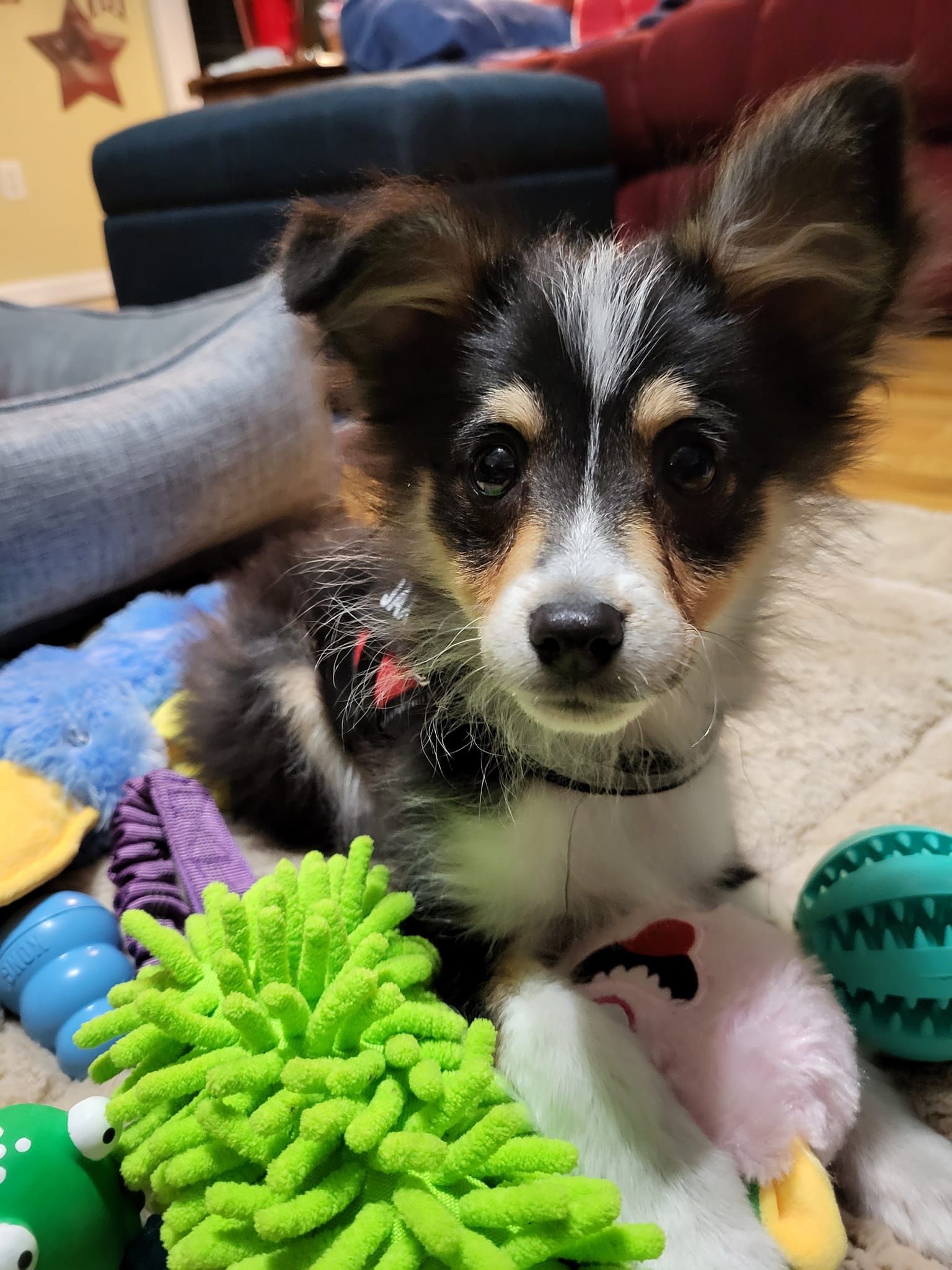 A small black and white dog is laying on the floor with toys