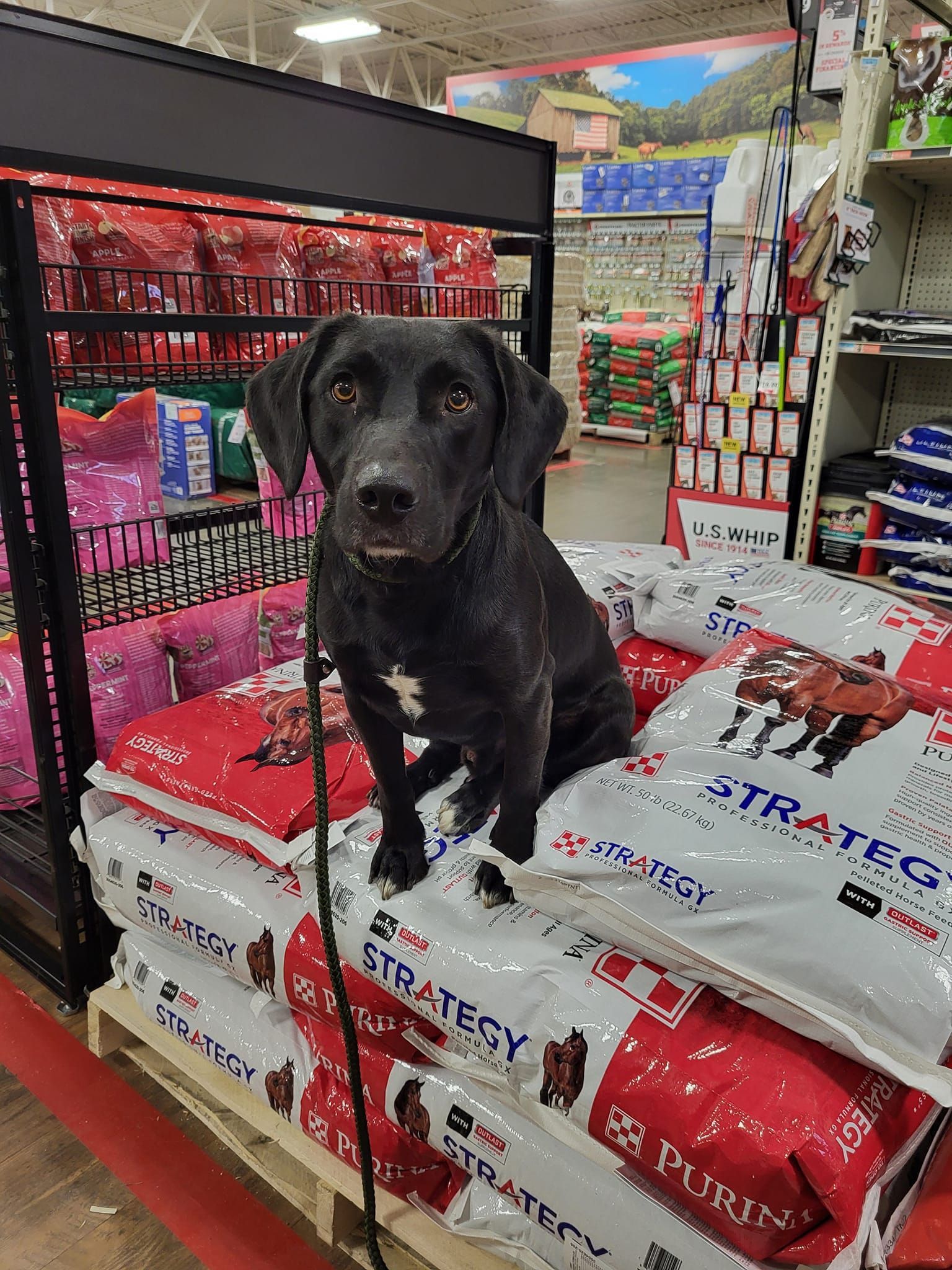 A black dog is sitting on top of a pile of dog food in a store