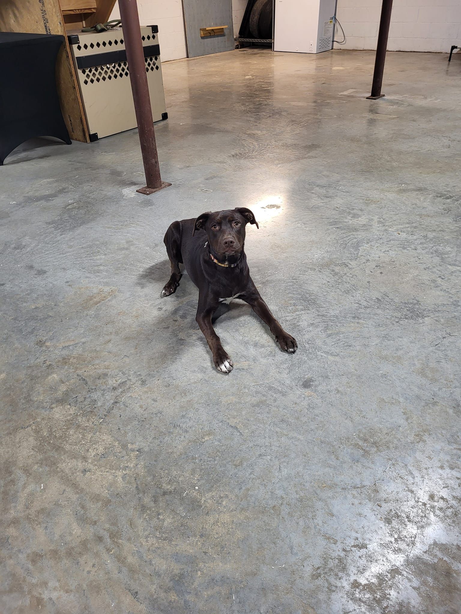 A dog is laying on a concrete floor in a basement