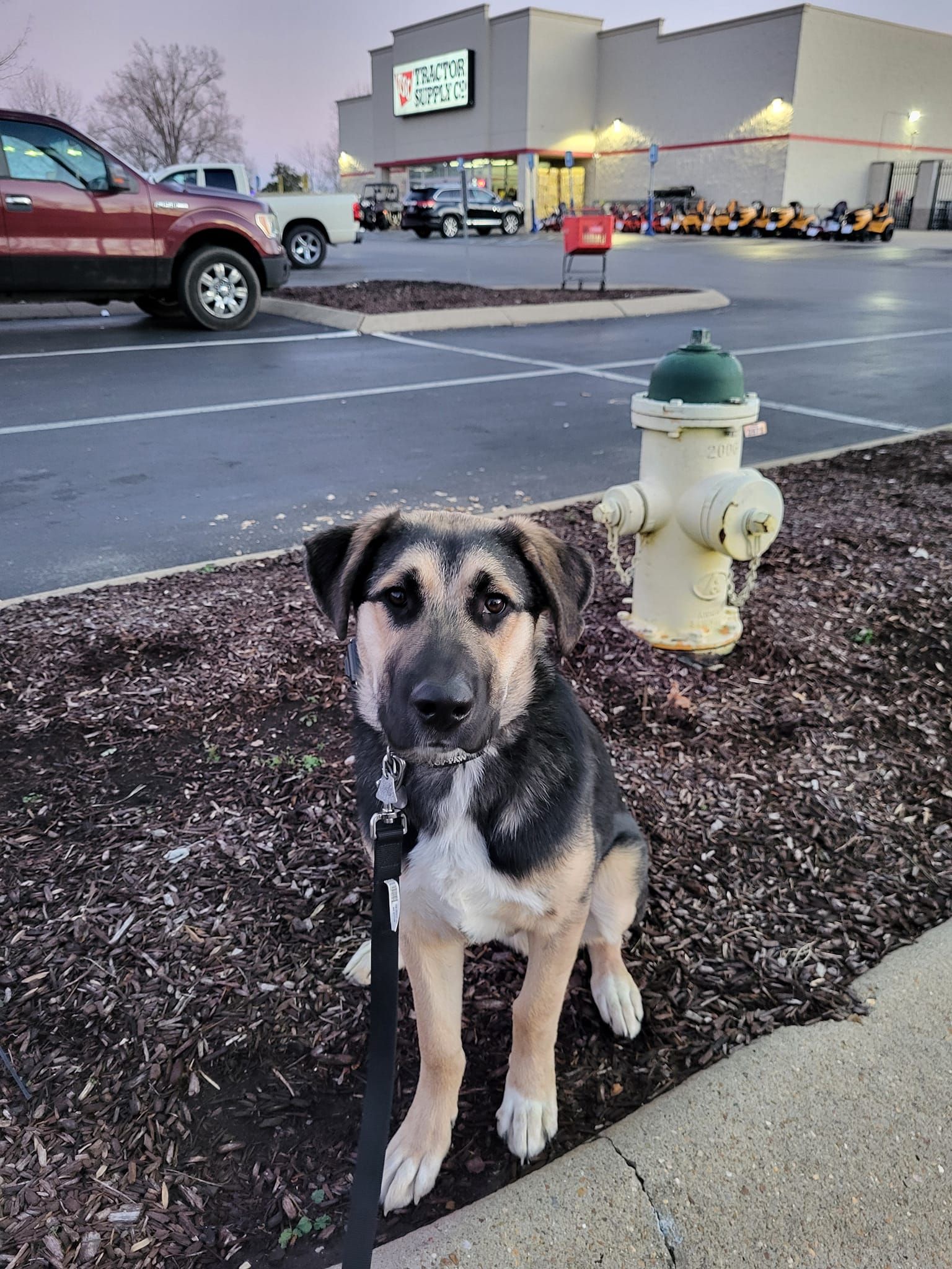 A dog is sitting next to a fire hydrant in a parking lot