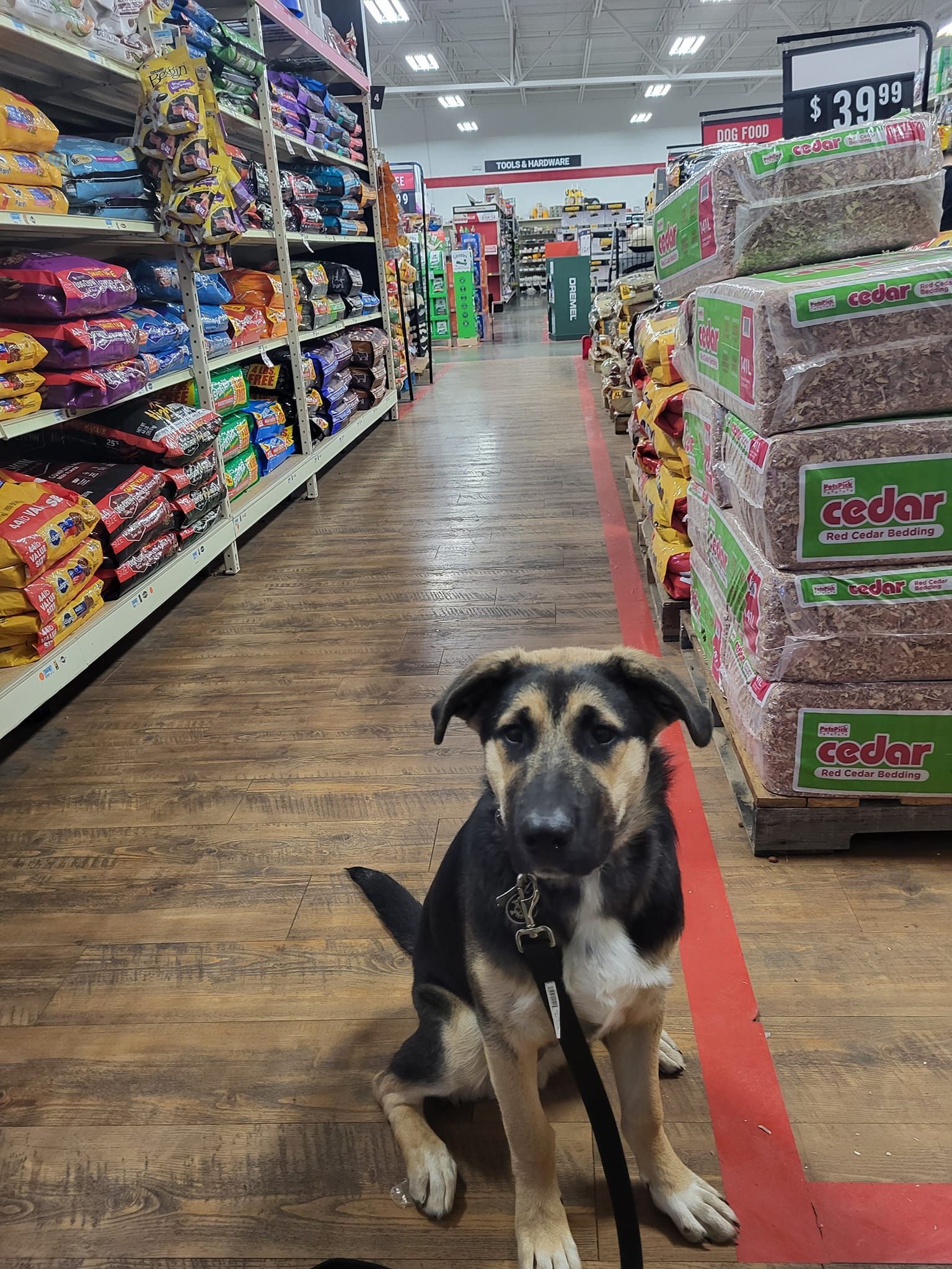 A dog is sitting in the middle of a grocery store aisle