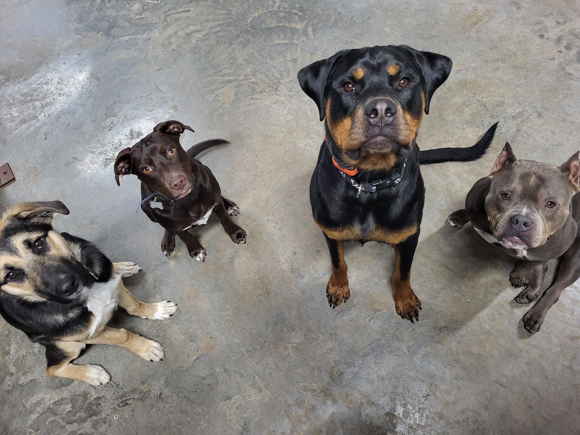 A group of dogs are looking up at the camera