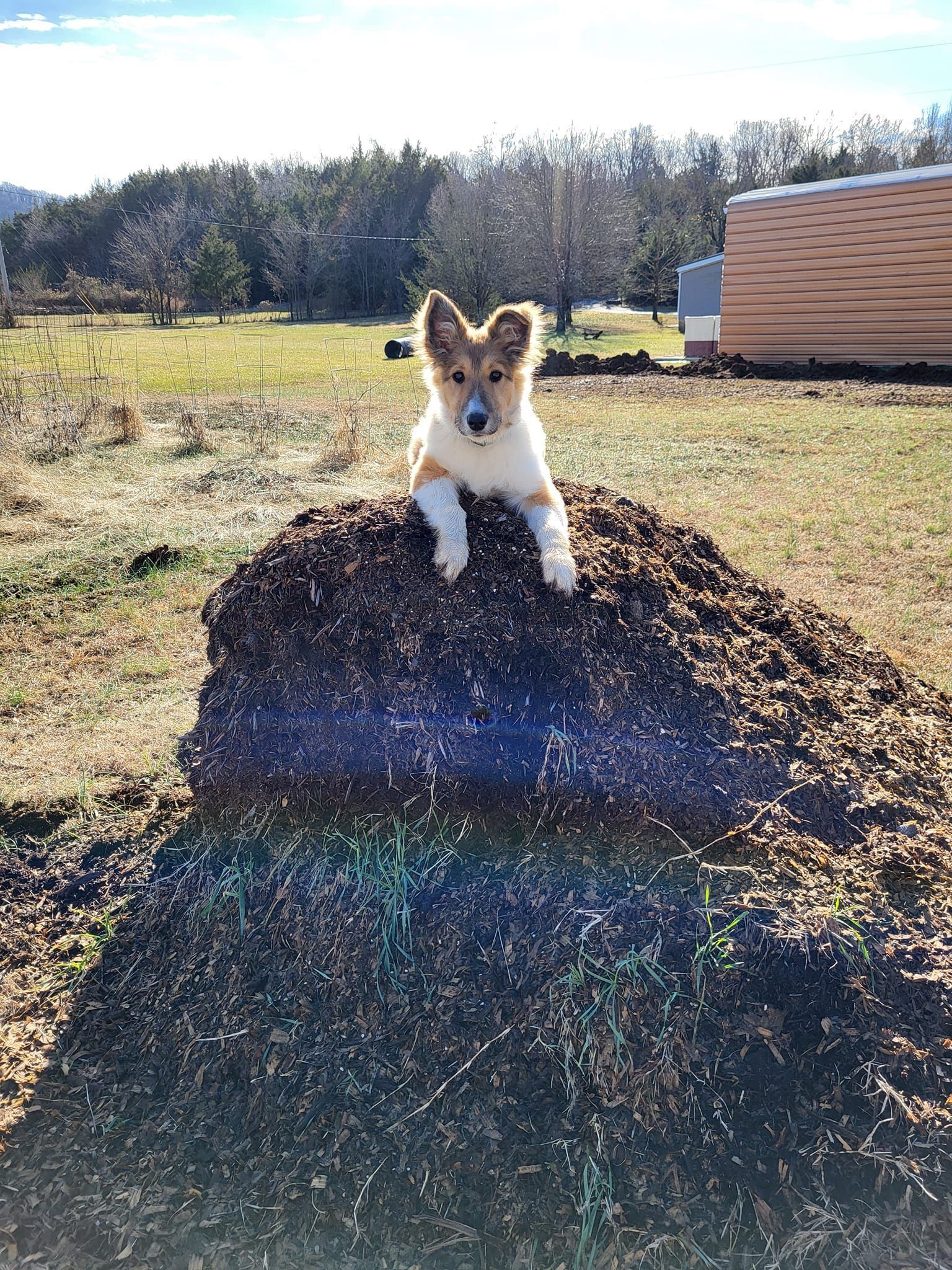 A dog is laying on top of a pile of dirt in a field