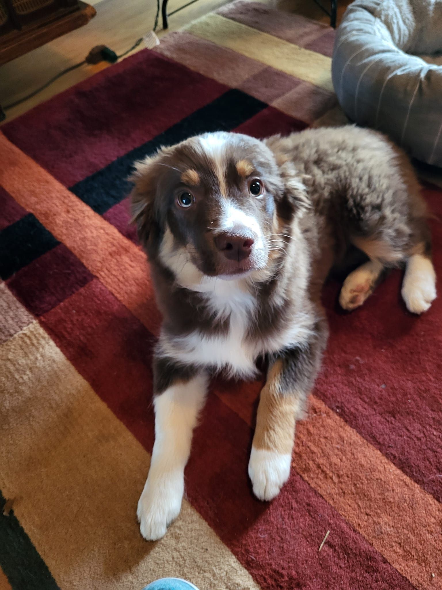 A brown and white puppy is laying on a rug