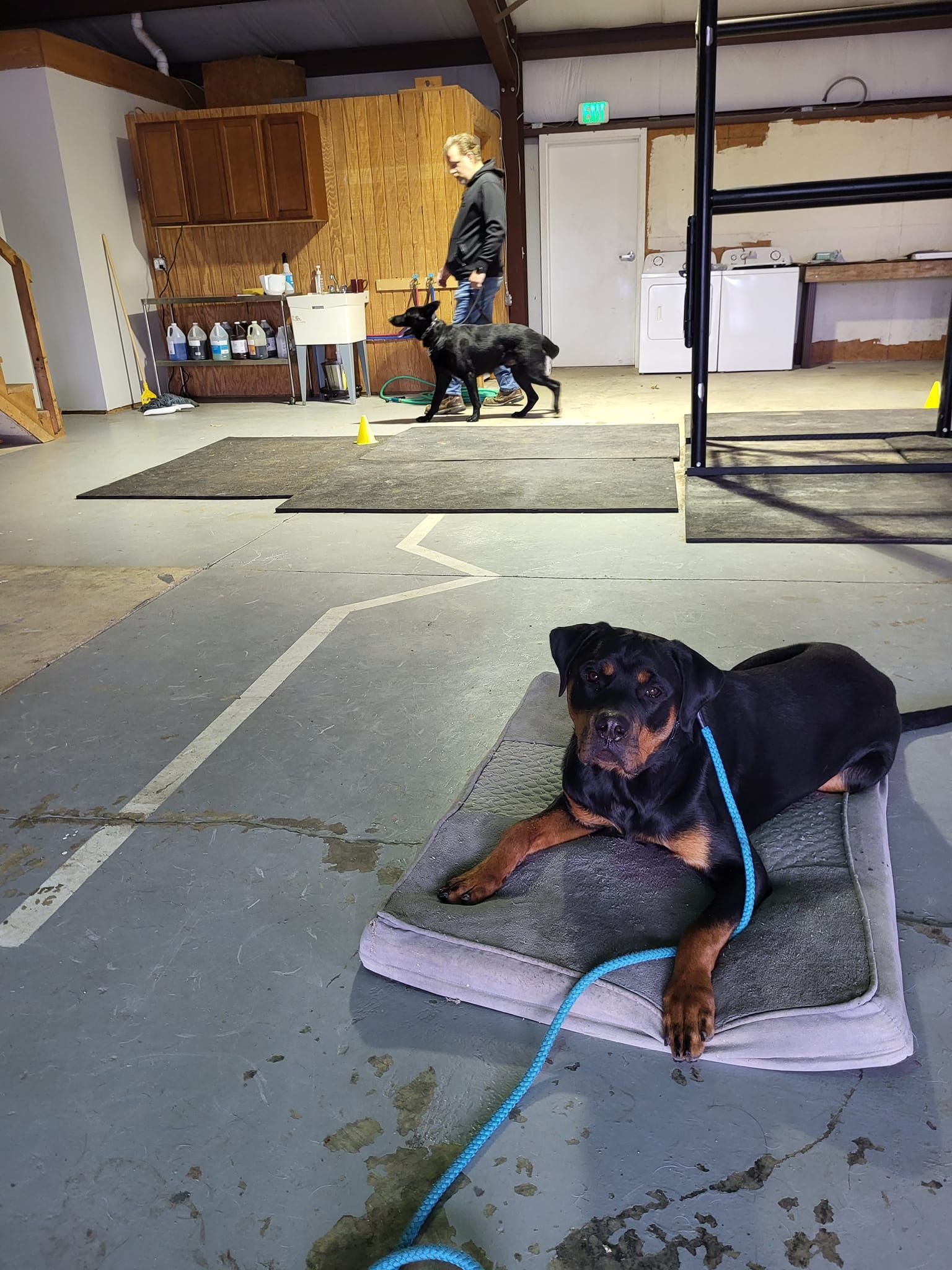 A dog is laying on a blanket in a room with other dogs