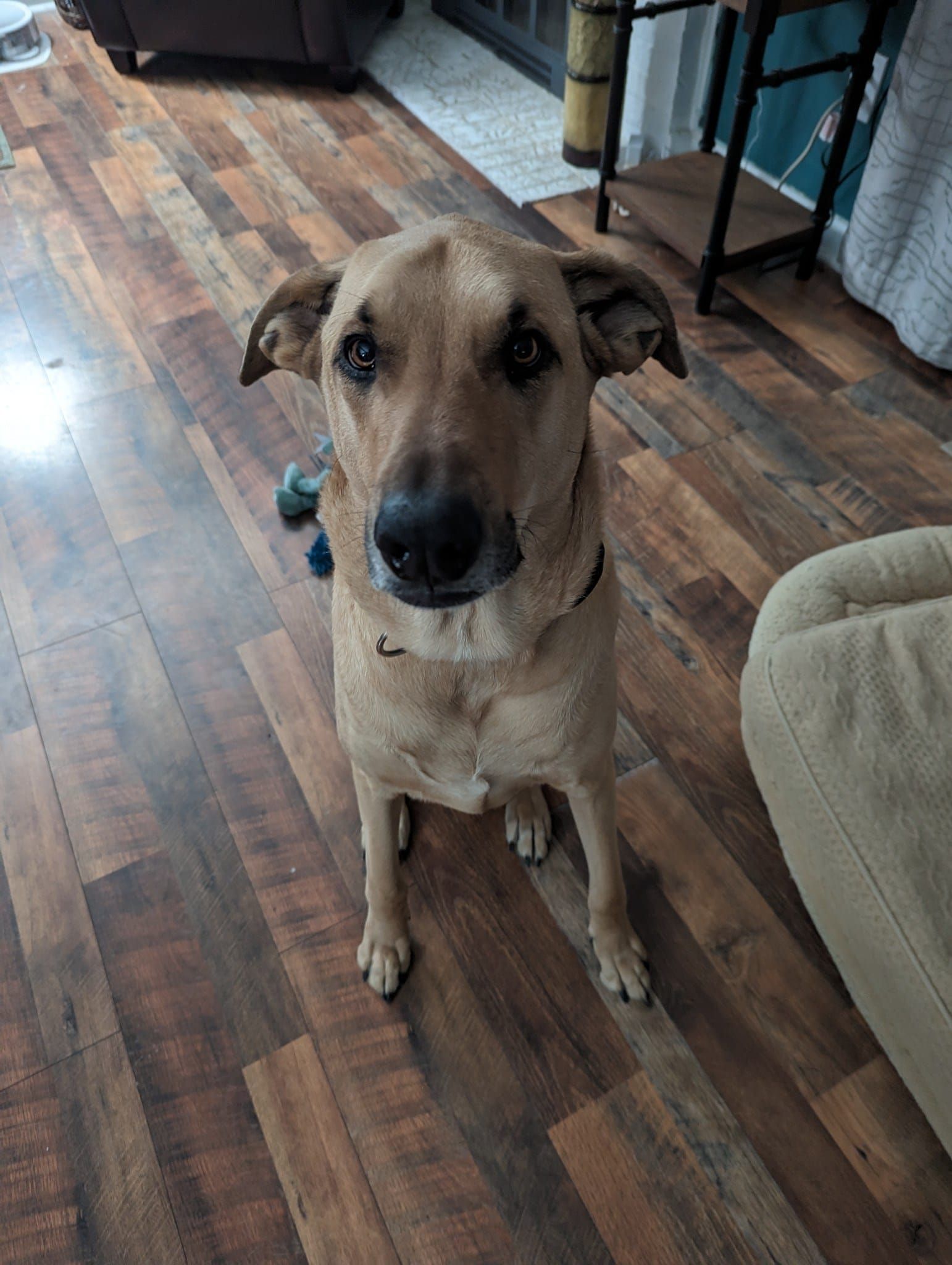 A dog is sitting on a wooden floor in a living room looking at the camera
