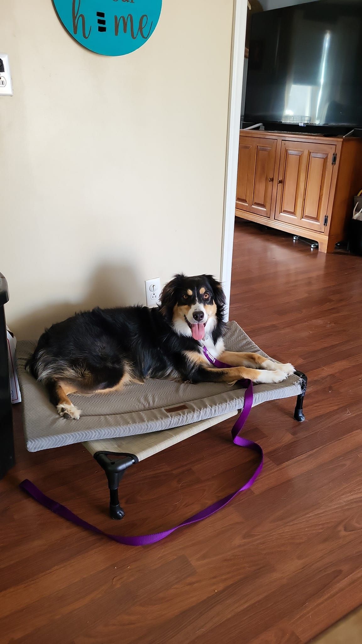 A dog is laying on a dog bed in a living room