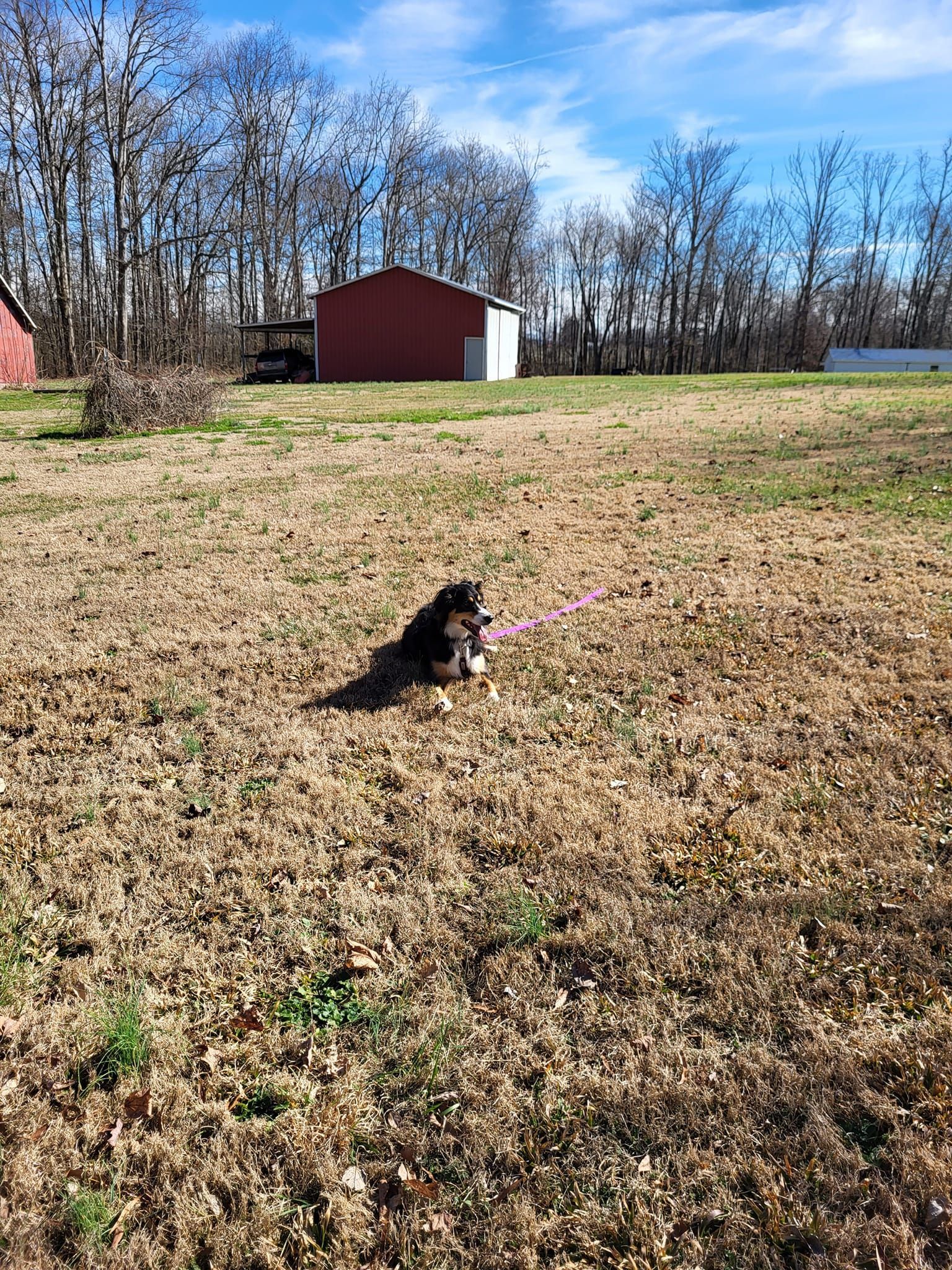 A dog is running in a field with a pink leash