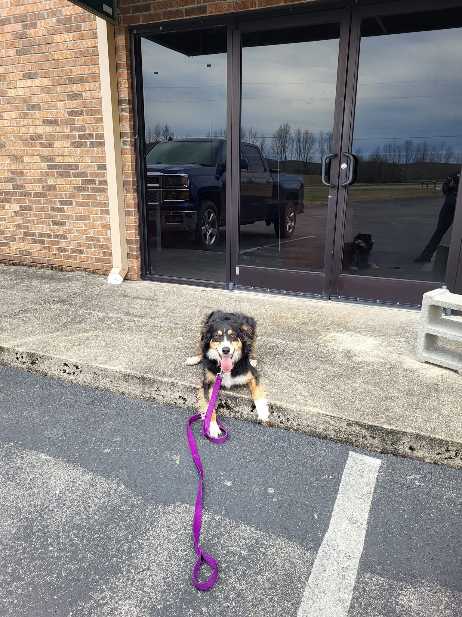 A dog is walking on a leash in front of a building