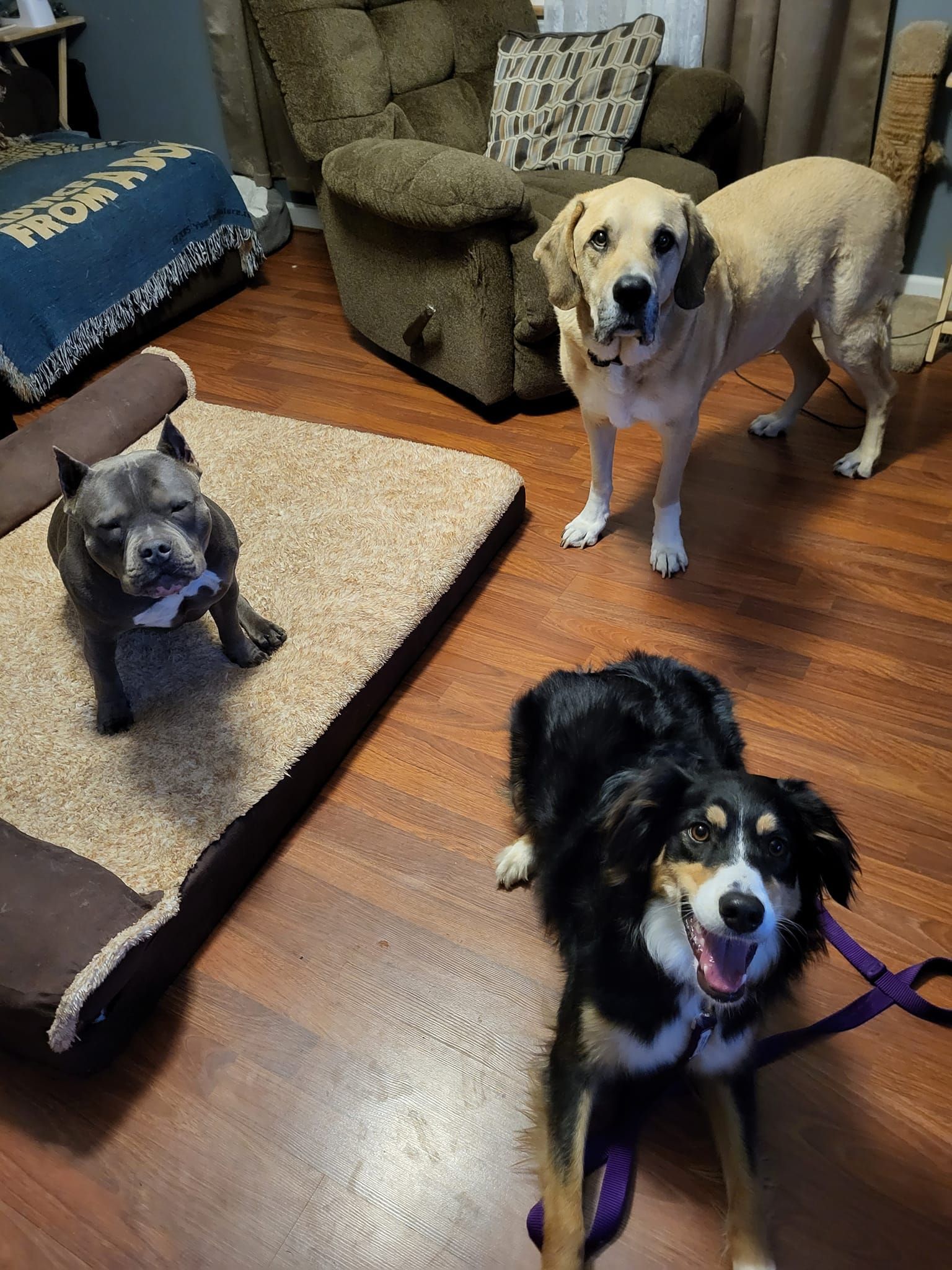 Three dogs are standing next to each other in a living room