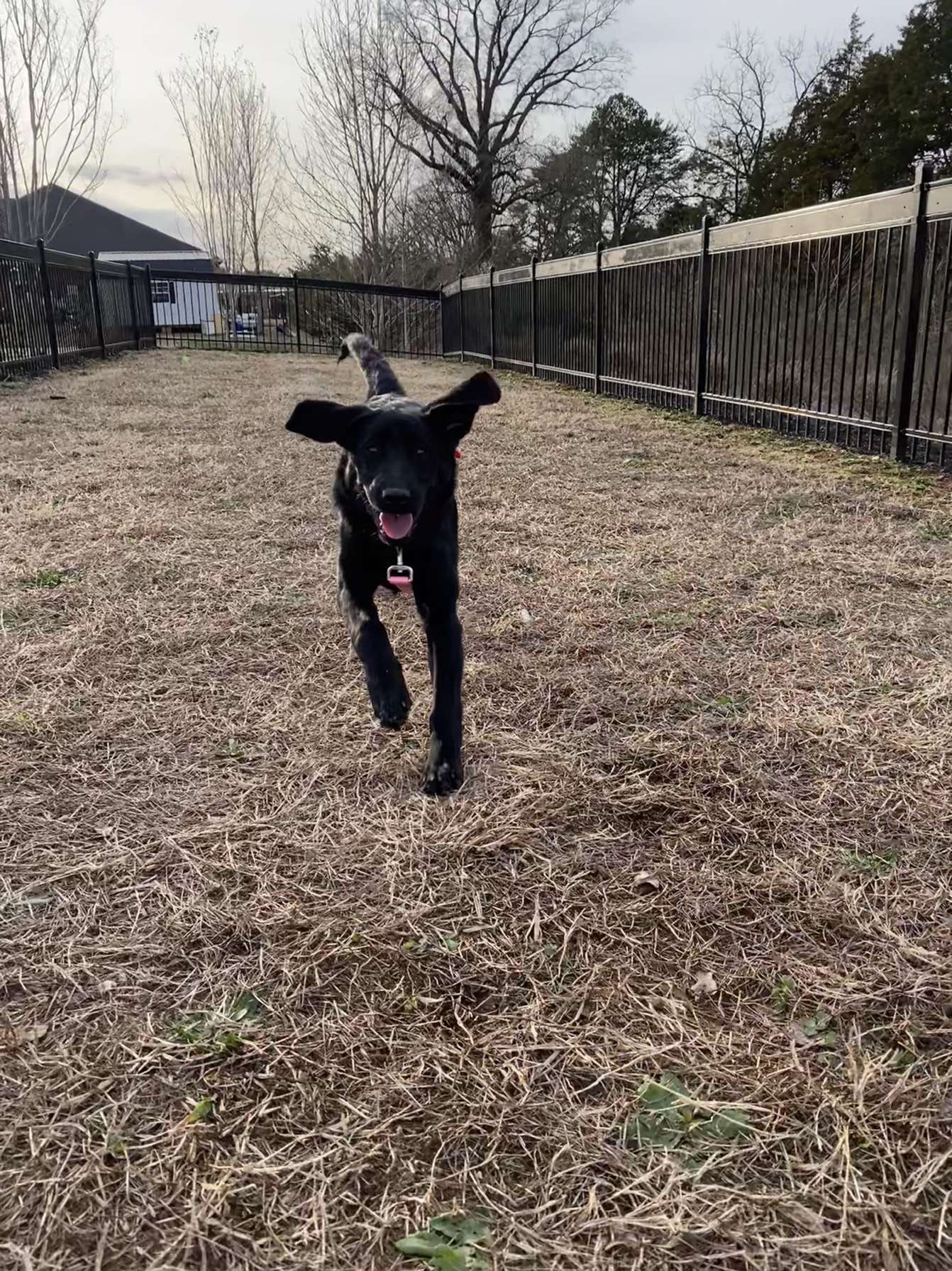 A black dog is running through a dry grass field