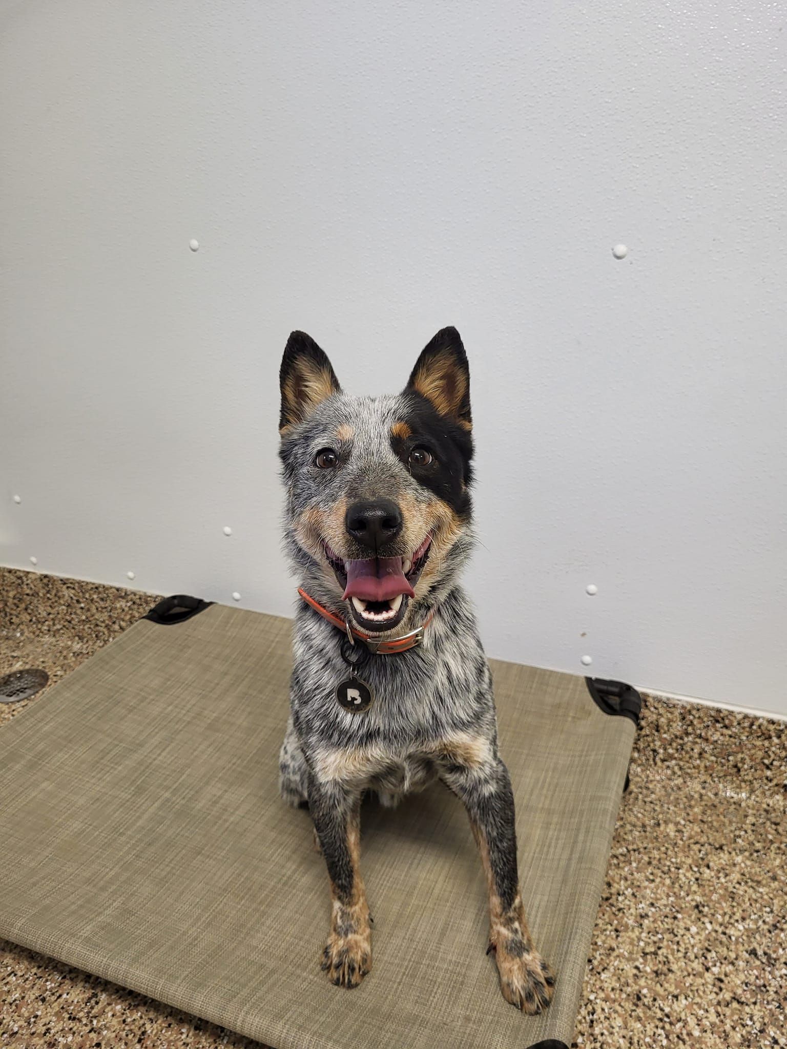 A dog is sitting on a mat in a room and smiling