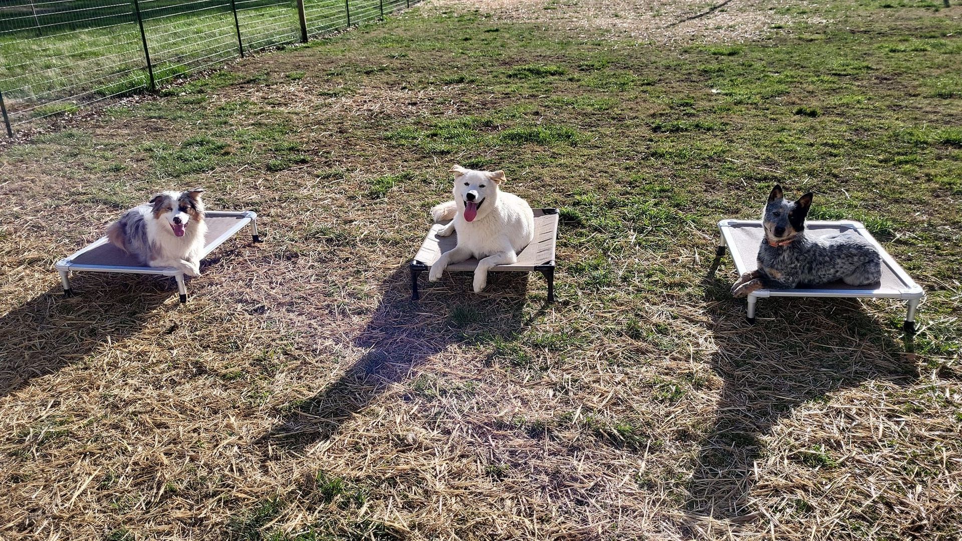 Three dogs are laying on beds in a field